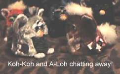 Koh Koh and ALoh