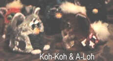 Koh-Koh and A-Loh