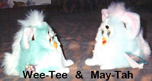 Wee-Tee Furby baby chatting with May-Tah Baby Furby