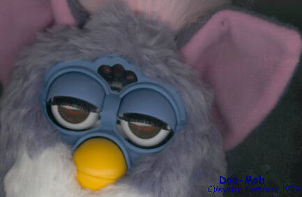  Furby Doo-Moh closeup